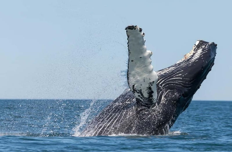 Húsavík: Traditional Whale Watching by Local Family Company - Three Hours Searching Skjálfandi Bay