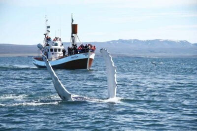 Traditional Whale Watching by Local Family Company