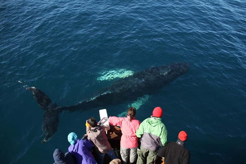 Húsavík: Traditional Whale Watching by Local Family Company - What a Sightings Day Really Feels Like
