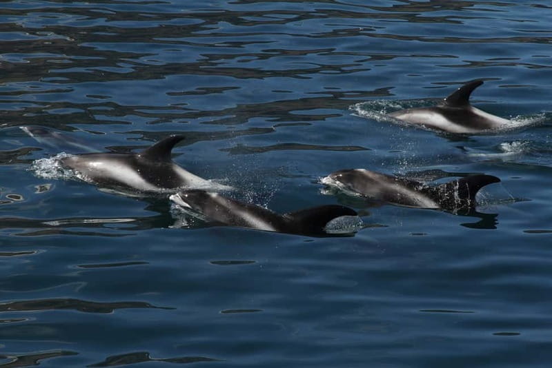Húsavík: Traditional Whale Watching by Local Family Company - Guides Who Keep the Bay Interesting