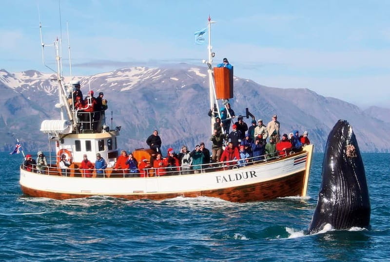 Húsavík: Traditional Whale Watching by Local Family Company - Staying Warm, Dry, and Steady