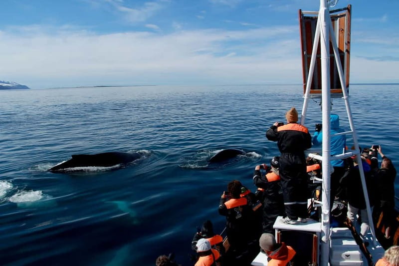 Húsavík: Traditional Whale Watching by Local Family Company - The Return to Húsavík Harbor