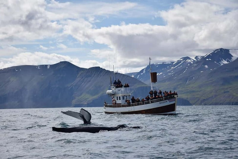 Húsavík: Traditional Whale Watching by Local Family Company - Is $91 Good Value?