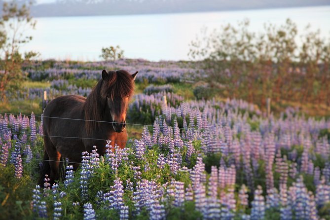 Húsavík walking tour - Gardens, bridges, and views beyond the main street