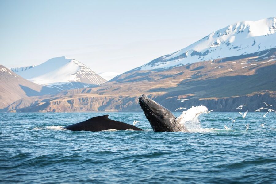 Húsavík: Whale-Watching Cruise and Puffins Guided Tour - Key points before you book