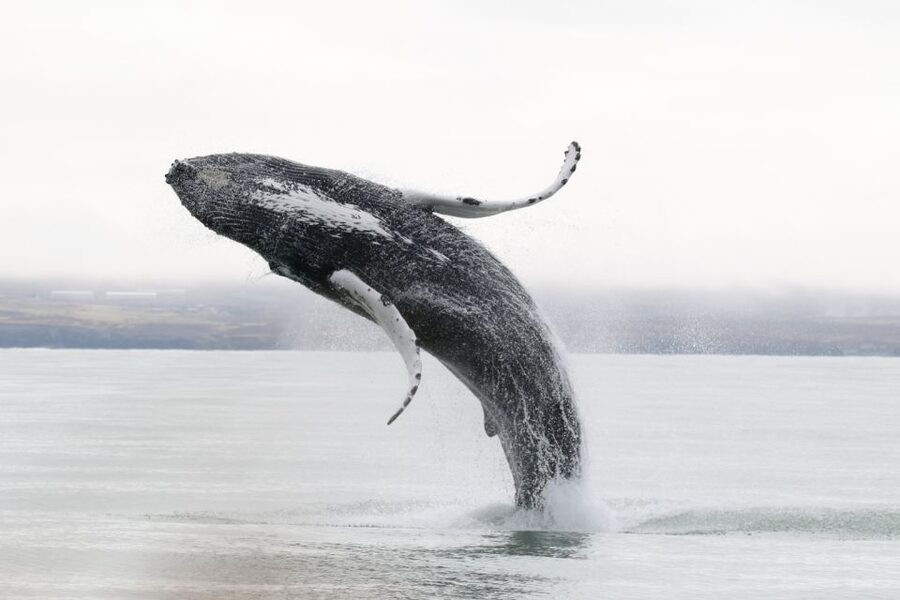 Húsavík: Whale-Watching Cruise and Puffins Guided Tour - Who will enjoy this cruise most?