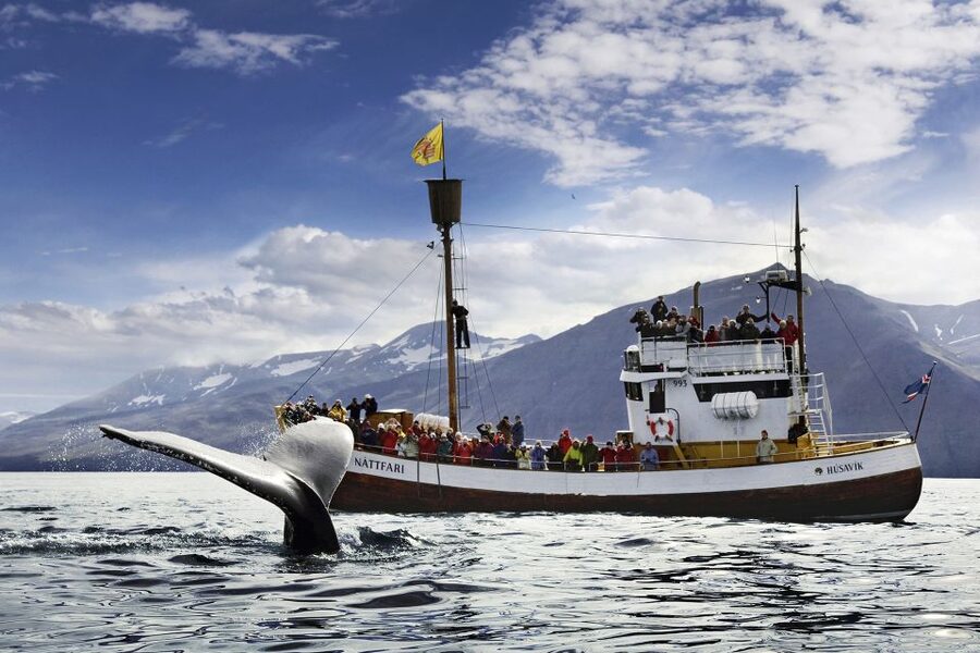Húsavík: Whale-Watching Cruise and Puffins Guided Tour - Leaving Húsavík aboard a working-style oak boat