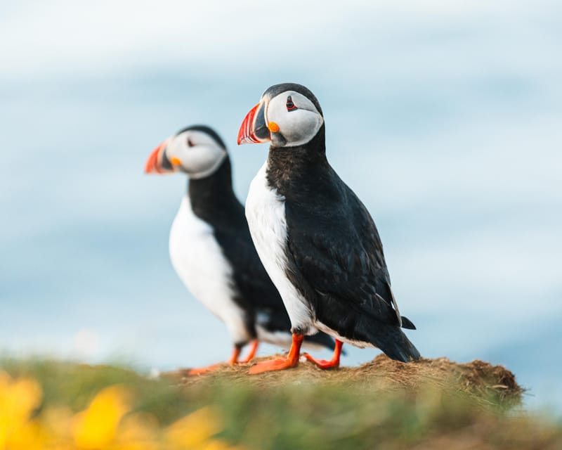 Húsavík: Whale-Watching Cruise and Puffins Guided Tour - Puffin Island is impressive, but not a close-up visit