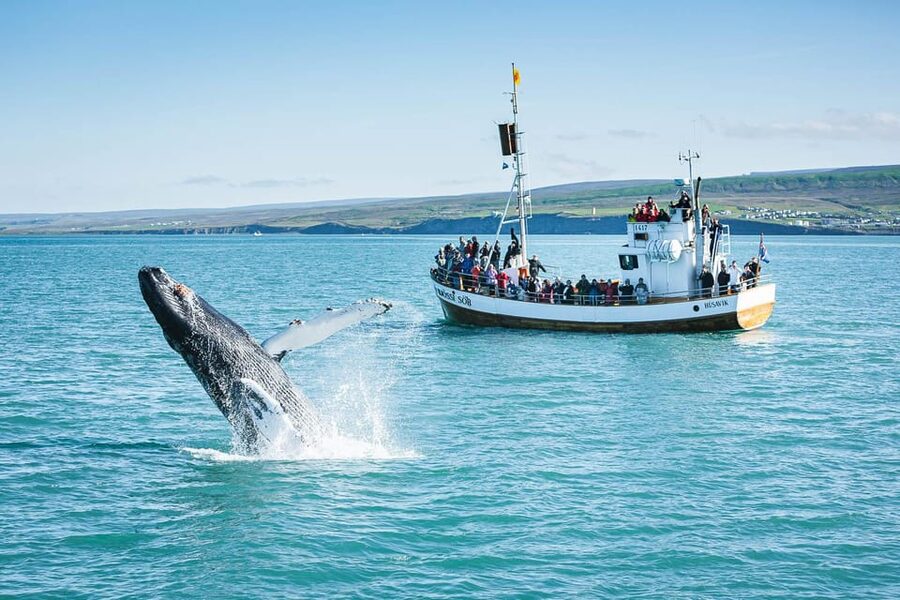 Húsavík: Whale-Watching Cruise and Puffins Guided Tour - Whale sightings depend on luck, weather, and patience