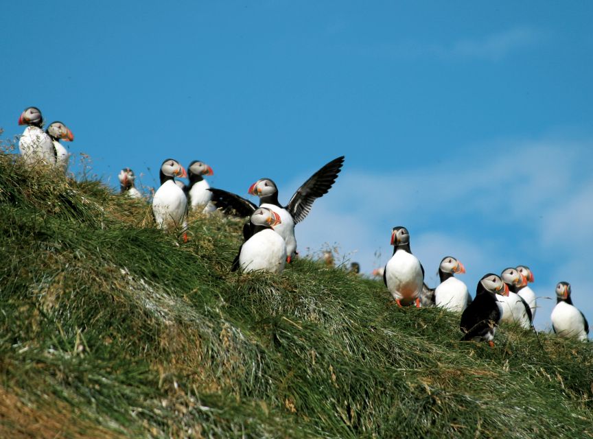 Húsavík: Whale-Watching Cruise and Puffins Guided Tour - Rough water is part of the bargain