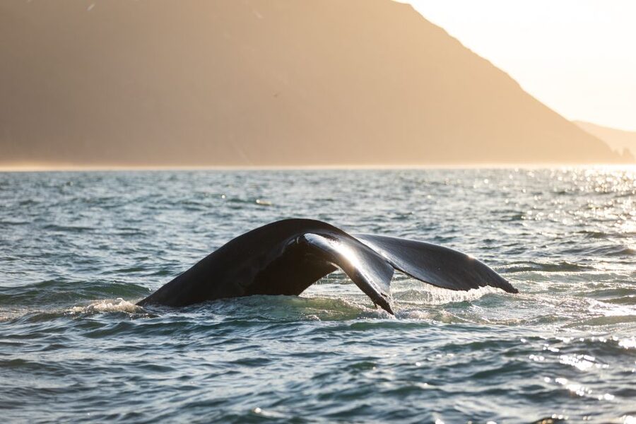 Húsavík: Whale-Watching Cruise and Puffins Guided Tour - Hot chocolate and cinnamon buns finish the outing well