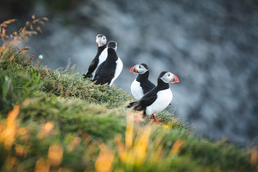 Húsavík: Whale-Watching Cruise and Puffins Guided Tour - Is $135 a fair price for three to three and a half hours?