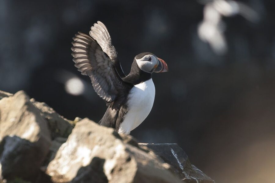 Húsavík: Whale-Watching Cruise and Puffins Guided Tour - The first part of the cruise is a search