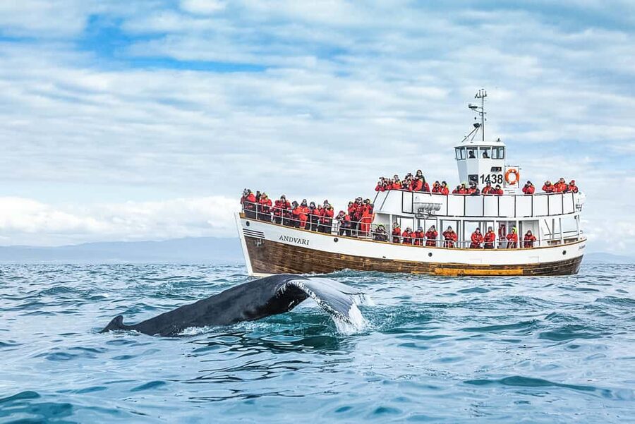 Husavik: Whale Watching on a Carbon Neutral Oak Boat - Key points to know before sailing
