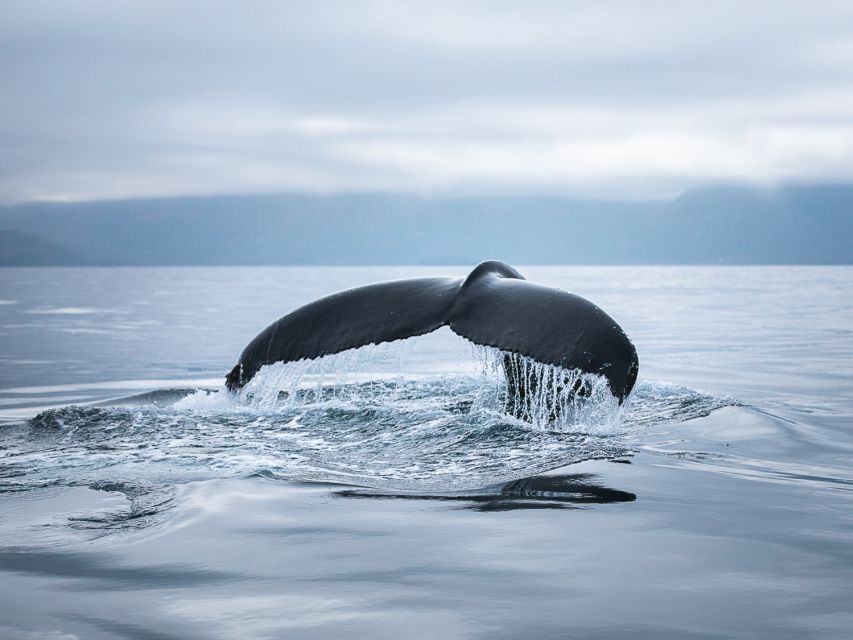 Husavik: Whale Watching on a Carbon Neutral Oak Boat - Who should book this Húsavík cruise?