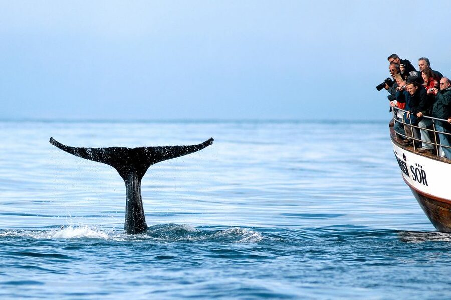 Husavik: Whale Watching on a Carbon Neutral Oak Boat - Why Húsavík is a strong place for whale watching