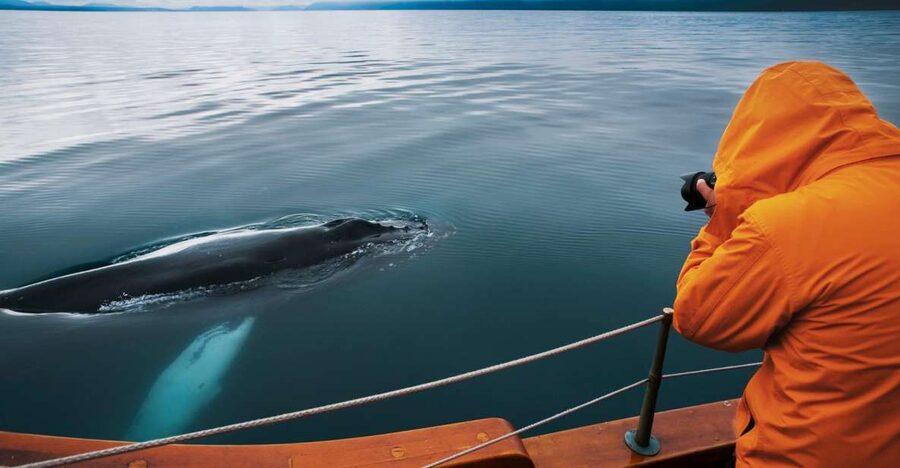Husavik: Whale Watching on a Carbon Neutral Oak Boat - The first part of the three-hour cruise