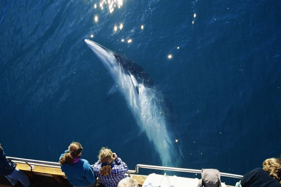 Husavik: Whale Watching on a Carbon Neutral Oak Boat - Looking for whales, dolphins, and seabirds