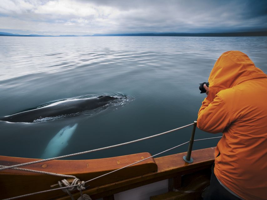Husavik: Whale Watching on a Carbon Neutral Oak Boat - What the sightings may really be like