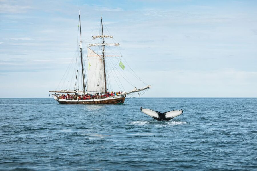 Husavik: Whale Watching on a Carbon Neutral Oak Boat - Is $132 a fair price?