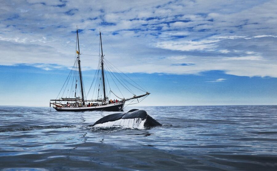 Husavik: Whale Watching on a Carbon Neutral Oak Boat - Boarding the traditional oak boat