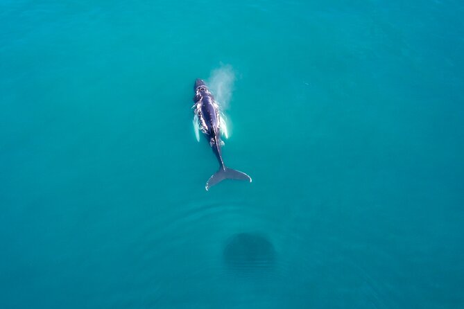Húsavík Whale Watching Tour, family owned and operated - What whale watching really looks like
