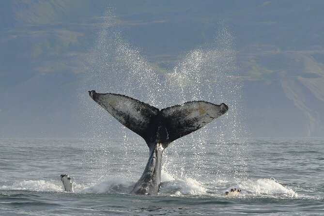 Húsavík Whale Watching Tour, family owned and operated - Meeting the guides and learning about marine life
