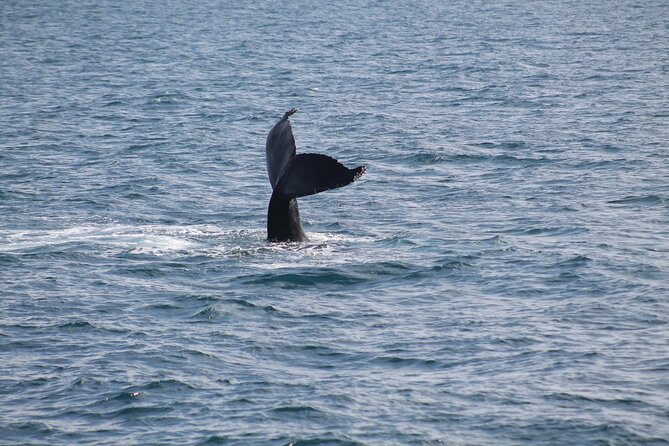 Húsavík Whale Watching Tour, family owned and operated - Puffins, dolphins, and sea birds