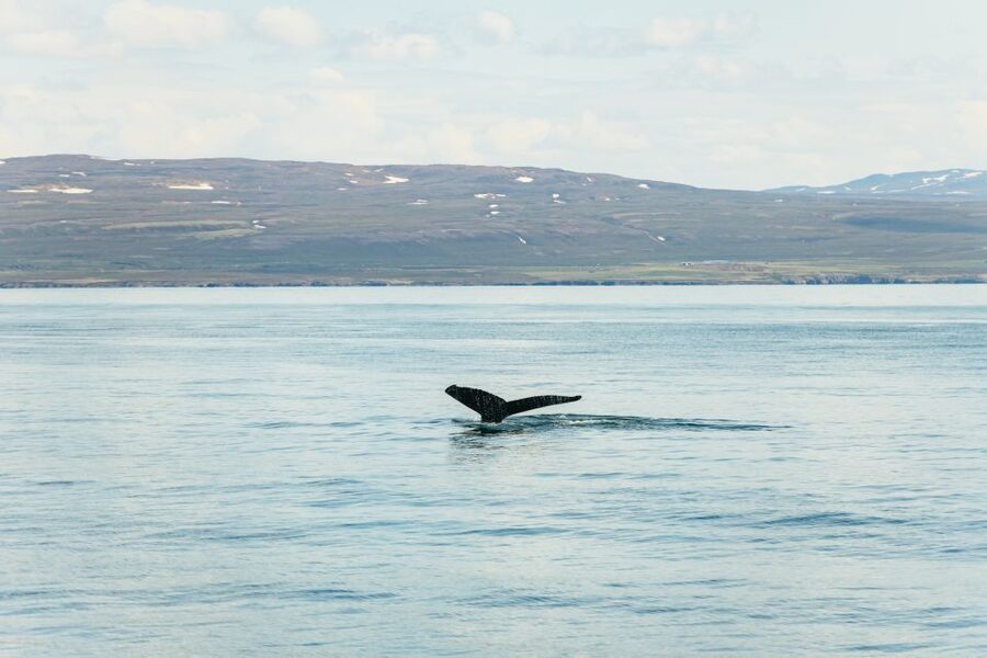 Húsavík: Whale Watching Tour with Guide - Key points before you book