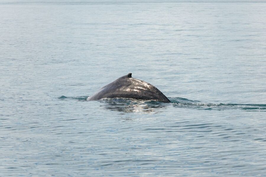 Húsavík: Whale Watching Tour with Guide - Dolphins, porpoises, and puffins