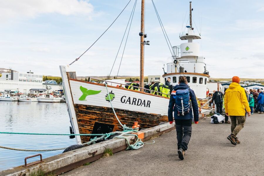 Húsavík: Whale Watching Tour with Guide - Weather, seasickness, and the honest wildlife gamble
