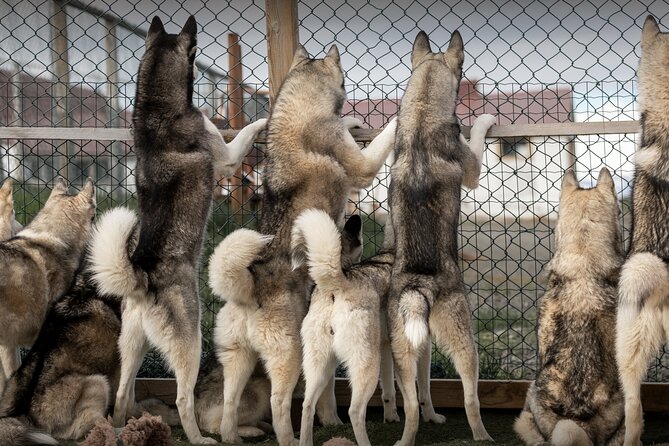 Husky Petting, in Akureyri - Key things to know before you book