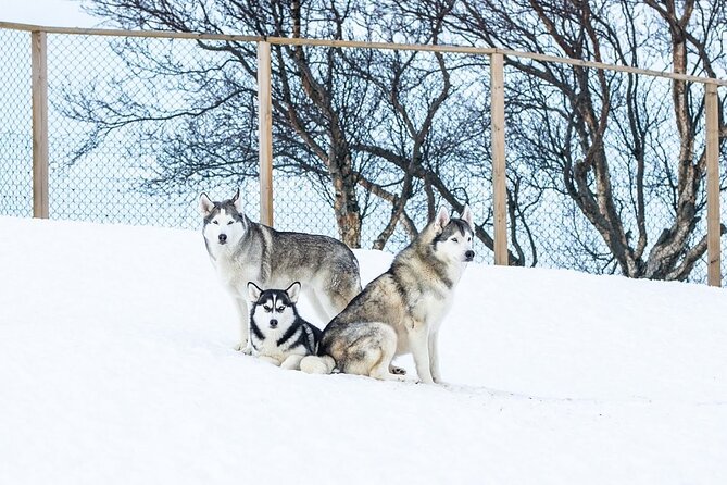 Husky Petting in Akureyri (private) - What You Learn About Sled Dogs