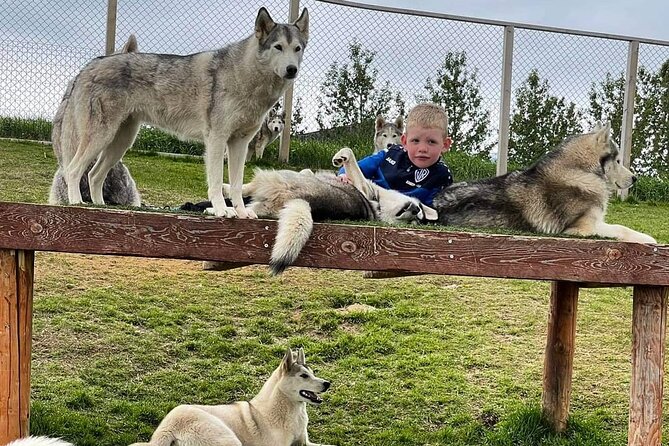 Husky Petting in Akureyri (private) - Why the Private Format Matters