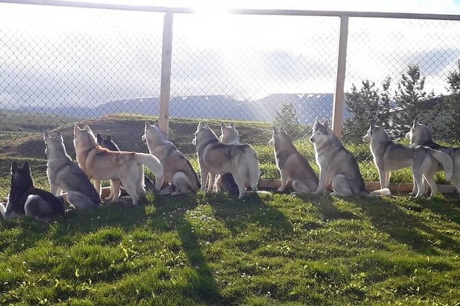 Husky Petting in Akureyri (private) - The Scenery Adds More Than a Backdrop