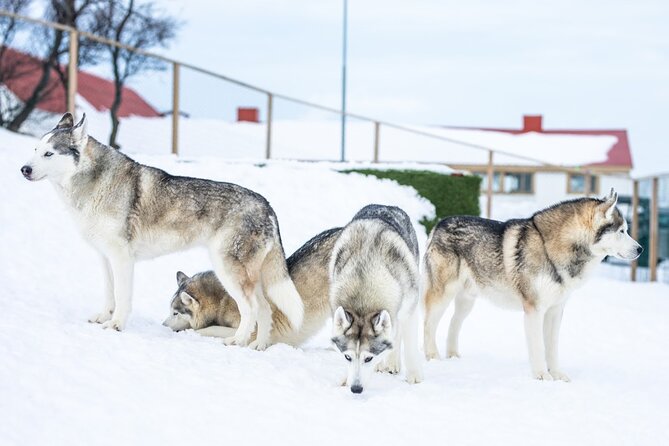Husky Petting in Akureyri (private) - Who Will Enjoy This Most?