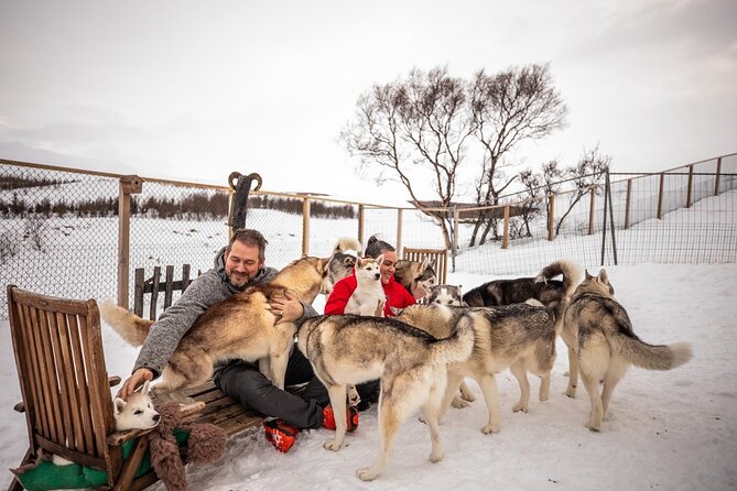 Husky Petting, in Akureyri - Puppies add a special moment