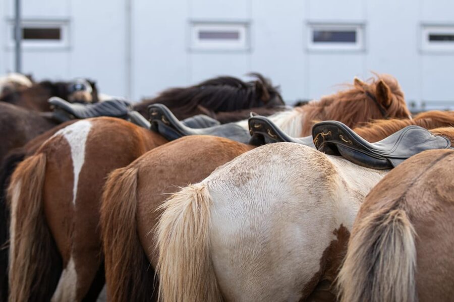 Hveragerdi: Countryside Charm Horse Riding Tour - What the $96 price means