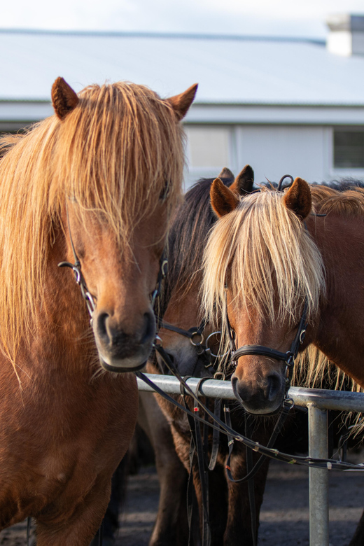 Hveragerdi: Countryside Charm Horse Riding Tour - The small details that improve the hour
