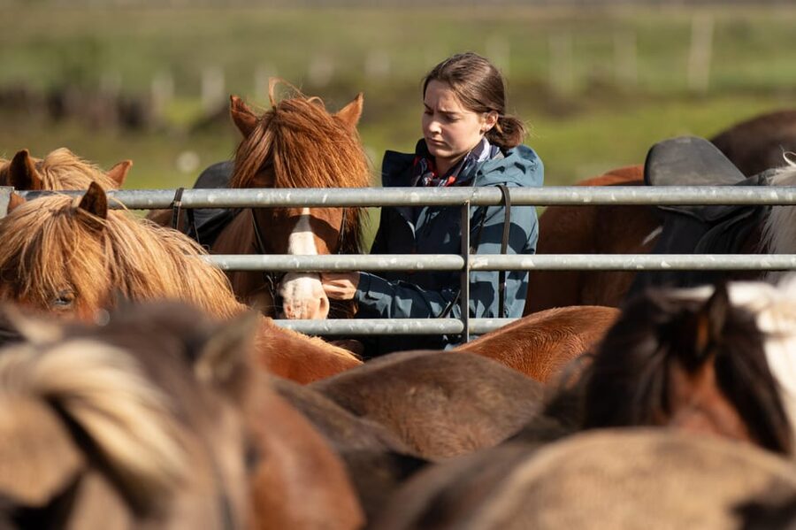 Hveragerdi: Countryside Charm Horse Riding Tour - One hour through meadows and farmland