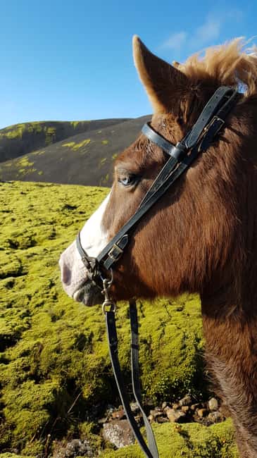 Hveragerði: Horseback Riding Tour for Beginners and … - Views Across Reykjadalur Valley