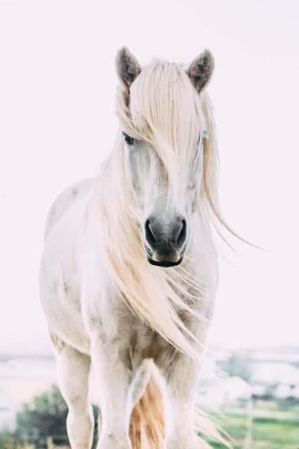 Hveragerði: Horseback Riding Tour for Beginners and … - Why the Small Group Size Matters
