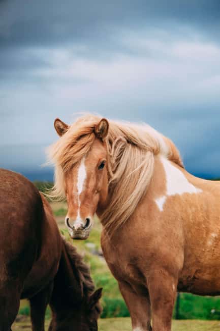 Hveragerði: Horseback Riding Tour for Beginners and … - Who Will Like This One-Hour Ride Most