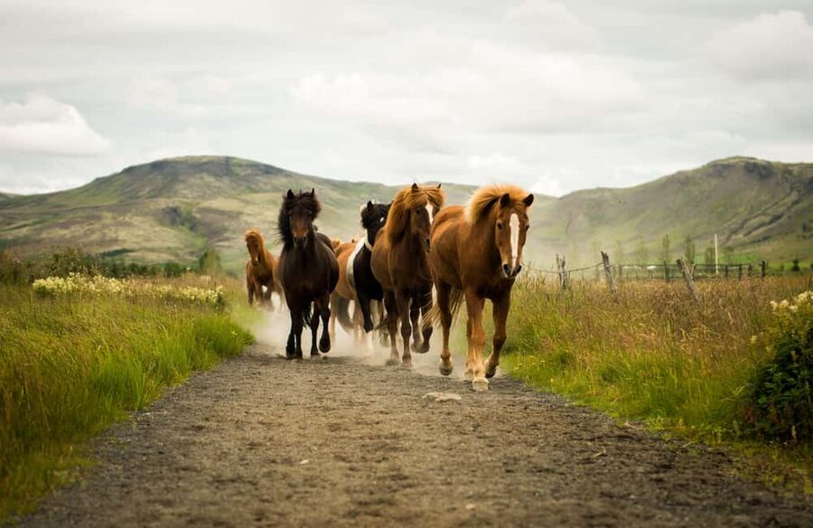 Hveragerði: Horseback Riding Tour for Beginners and … - The First Minutes on the Reykjadalur Ride