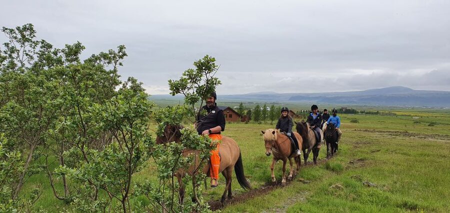 Hveragerdi: Reykjadalur (Hotspring Valley) Horse Riding Tour - Why the Icelandic horse makes this ride special