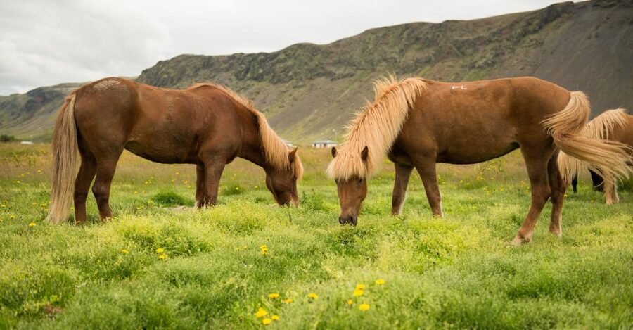Hveragerdi: Reykjadalur (Hotspring Valley) Horse Riding Tour - What experienced riders can expect