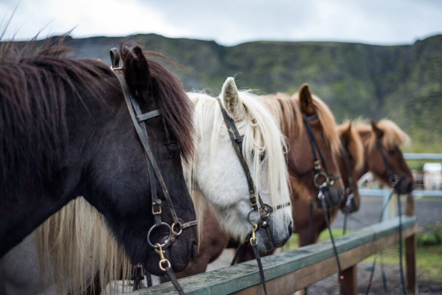 Hveragerdi: Reykjadalur (Hotspring Valley) Horse Riding Tour - Planning the ride around your Iceland schedule