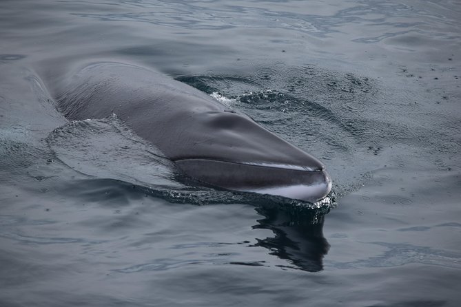 Iceland Super Saver: Northern Lights Cruise plus Whale-Watching Tour from Reykjavik - Two very different trips from Reykjavik’s Old Harbour