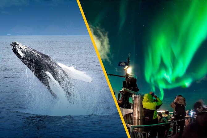 Iceland Super Saver: Northern Lights Cruise plus Whale-Watching Tour from Reykjavik - Comfort, clothing, and practical details