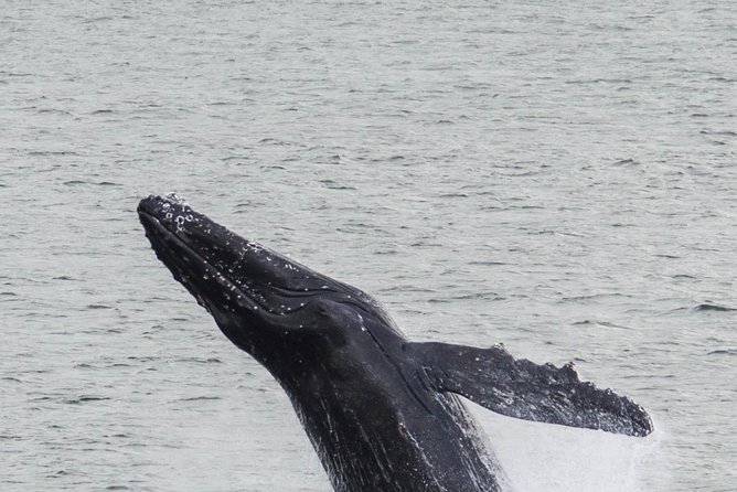 Iceland Super Saver: Northern Lights Cruise plus Whale-Watching Tour from Reykjavik - How the free retry affects the value
